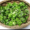 美味しい蕗の薹味噌