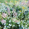 昭和記念公園さんぽ：Suicaでタッチ入園、ネモフィラや菜の花が見頃、電動キックボードシェアリング