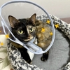 nekozukiさんのカラーとベッド買っちゃいました。