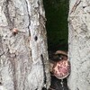 原木から椎茸くんが♪