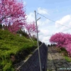 福王寺のハナモモが満開です（秋田県由利本荘市）