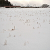雪景色の能生川を渡る、交直流急行色の413・455系を撮る！