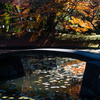 小石川後楽園内庭の池と石橋と紅葉