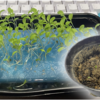 室内栽培16　【サンチュ植え替え】