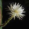 イギリスにある珍しいサボテンの花、数年間の時を経て初めて開花