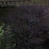 夜桜その2
