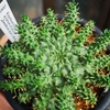 Euphorbia atroviridis 成長記(2019.7.31)