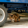 隣県離島のねこさん