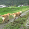 あいまいな人(私)の記憶と里山でも蒸し暑いゴールデンレトリバー。