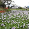 明日かあさってが見頃でしょうか「彼岸花とホテイアオイの競演」