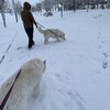 雪のなかをはしゃぐ犬たち