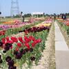 珍しい品種のチューリップばかりで、目がテン！　～五泉市一本杉の新潟県花卉球根農業協同組合のチューリップ畑～