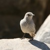 イワミソサザイ(Rock Wren)