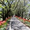 吉見町：ヒガンバナでも名所『さくら堤公園』