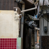 隣市南離島のねこさん