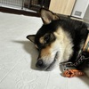 黒柴 🐶 つん