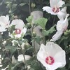 木槿