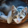 Cat Owners: Tips for Preparing the Home for the New Feline Member