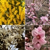 大阪 うえまち台地。三月の花見。ミモザ、モクレン、四つ花びらのモモ