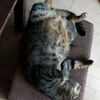 保護猫　３年目　まだ、なついてくれない😢