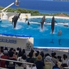 【沖縄のお話】美ら海水族館の初心者的楽しみ方と離島との軽い付き合い方