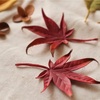 革花作家kaoの挑戦｜オンライン個展への想い
