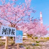 勿来火力、河津桜