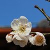 菜食キッチンわたぼうしと吉香公園の花たち