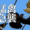 0209B【猛禽類チョウゲンボウを襲うカラス】ノスリ幼鳥。魚捕食鳥コサギ。シジュウカラ鳴き声。トモエガモ。オカヨシガモ求愛行動。ハシビロガモ。【野鳥】　#身近な生き物語 #チョウゲンボウ #トモエガモ 鶴美川水系恩田川の野鳥
