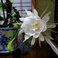 月下美人に見惚れてしまいます