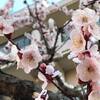 休養日の朝、早咲き桜で日曜日 (^^ゞ