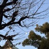 雨水過ぎて、ほんの少しずつ。そのほんの少しが、美しい。