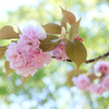 終春☆桜景
