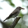 8月27日の野鳥（２０１７　０８２７）その２