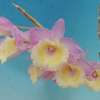 Dendrobium aphyllum`Kurahashi'  SM/JOGA 