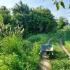 【脳梗塞とリハビリの日々㊼】夏草茂る散歩道・・・