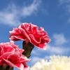 カーネーションの写真素材｜著作権フリー商用可の花素材