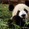 26 Cool facts about Giant Pandas