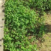 TRY瞑想 1,715日目