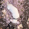 まとめ：恵比寿（こっち側）、桜、犬の散歩、2020年