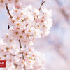 【登山まとめ】春山始まる、花を愛で季節を感じる春のオススメ登山スポット5選
