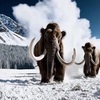 絶滅したマンモスが復活へ？遺伝子編集で毛むくじゃらのマウス誕生！最新科学ニュースが話題