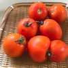 煮込み用トマト