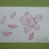 桃の花の絵を描く　