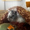 しろごまあん788日目