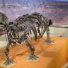 国立科学博物館・化石ハンター展の振り返り　前編