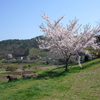 ドックランの桜は満開です！