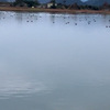 早朝 白鳥のいない越冬湖に鴨の群れ20251230