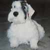 SEALYHAM TERRIER