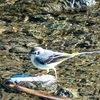 【1】野鳥撮影にハマりかけています。